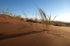 Sarà dura crescere... Sarà dura crescere...