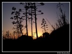 Silhouette Silhouette