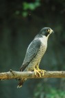 Rapace Rapace