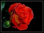 Rosa notturna Rosa notturna
