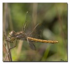 Libellula