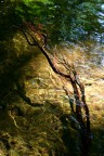 The root The root