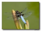 Libellula 2 Libellula 2