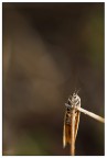 Sentinella Sentinella