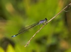 Coenagrionidae Coenagrionidae