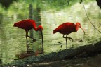 Ibis rossi