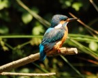 Il mio primo "Alcedo" Il mio primo "Alcedo"