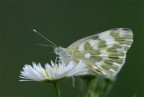 farfalla farfalla