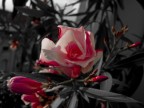 Fiore Sbocciato Fiore Sbocciato