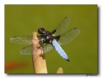 libellula depressa 3