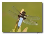 Libellula depressa 4