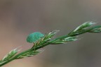 Acantosomatide