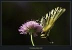 Podalirio (Iphiclides podalirius) Podalirio (Iphiclides podalirius)