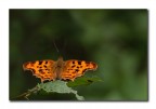 Polygonia c-album Polygonia c-album