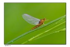 Ephemerella Ignitia Ephemerella Ignitia