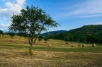 albero albero