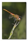 Libellula