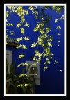 Jardin Majorelle (Marrakech) Jardin Majorelle (Marrakech)