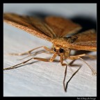 Farfallina Farfallina