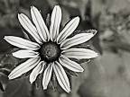 black and the white flower