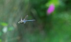 In volo In volo