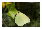 Gonepteryx cleopatra m. Gonepteryx cleopatra m.