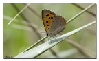 Farfallina Farfallina