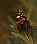 Vanessa atalanta