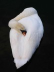 Eleganza Eleganza