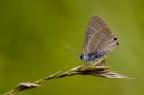 Leptotes pirithous Leptotes pirithous