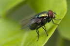 La mosca pił bella del reame! :-))) La mosca pił bella del reame! :-)))