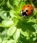 cocinella cocinella