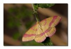 Rhodostrophia calabra Rhodostrophia calabra