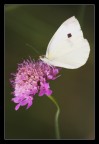 Butterfly Butterfly