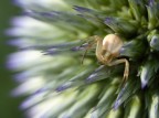 SPIDER SPIDER