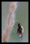 Bombylius maior Bombylius maior
