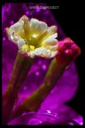 Macro 6563 Macro 6563
