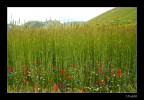 Poesia di colori Poesia di colori