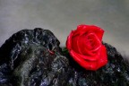 rosa rosa