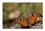Polygonia