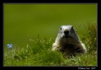 Marmotta Nivolet