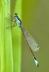 Damigella Damigella