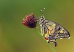 Gocce su Papilio Gocce su Papilio