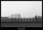 Canavese B/N