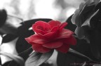 camelia 2 camelia 2