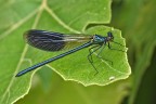 Calopteryx splendes Calopteryx splendes