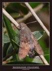 MACROGLOSSUM STELLATARUM (Ambientata)