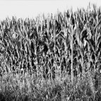 Il periscopio Il periscopio