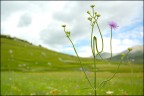 Piana di Castelluccio, 17-06-07 (1)