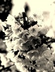 Fiori 1 Fiori 1